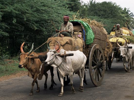 r-h-productions-bullock-carts-are-the-main-means-of-transport-for-local-residents-tamil-nadu-state-india_u-l-p1x4ip0