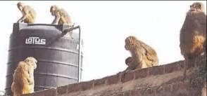 jasavatanagara-kashhatara-ma-eka-makana-ka-taka-para-btha-bthara_104ef13b52feb361d64c2aedbf082aab