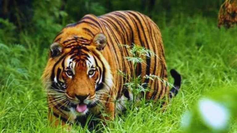 682aec2373546-tiger-193021598-16x9