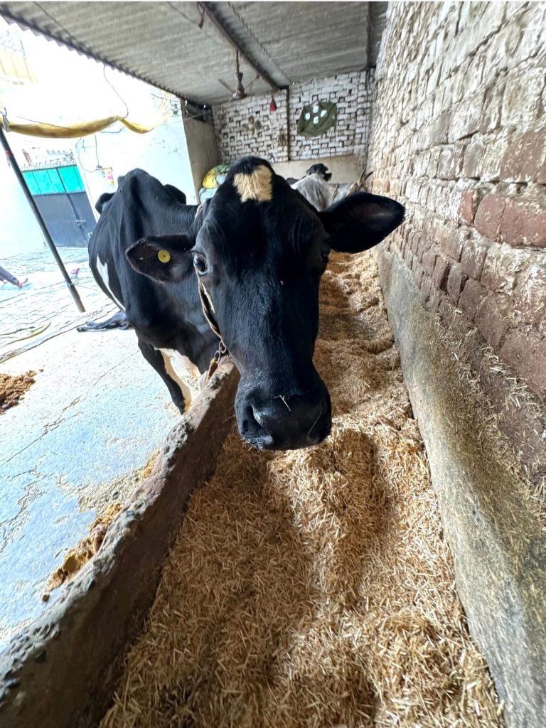 WhatsApp Image 2026-01-17 at 6.19.04 PM