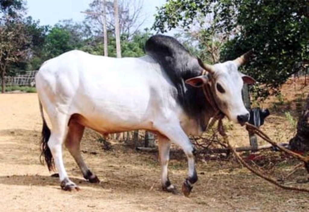 WhatsApp Image 2026-03-30 at 12.46.24 PM